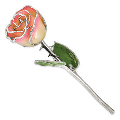 White/Pink Lacquer Dipped Silver Trimmed Real Rose