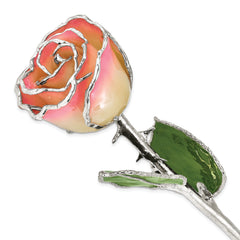 White/Pink Lacquer Dipped Silver Trimmed Real Rose