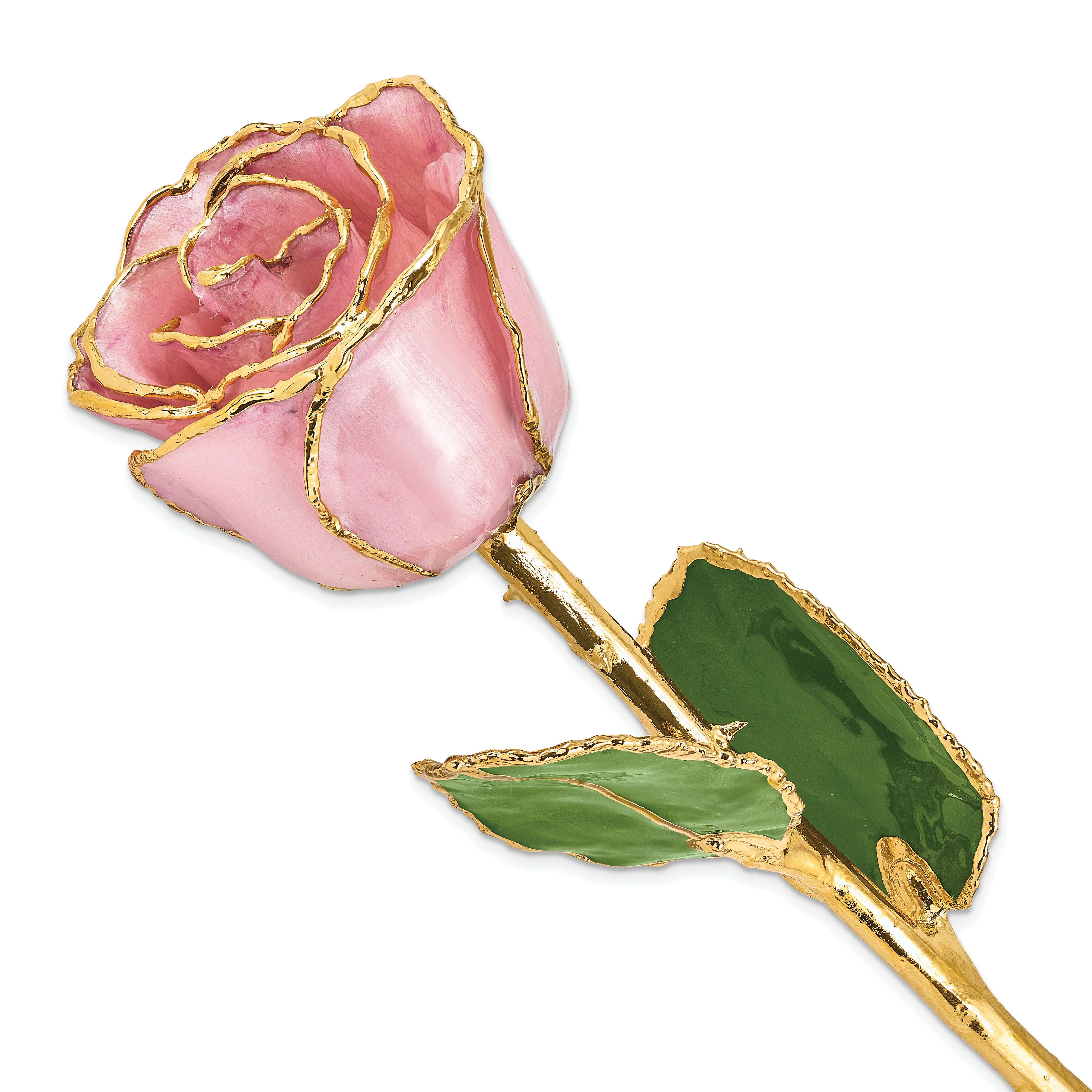 Lacquer Dipped Gold Trimmed Pink Pearl Real Rose