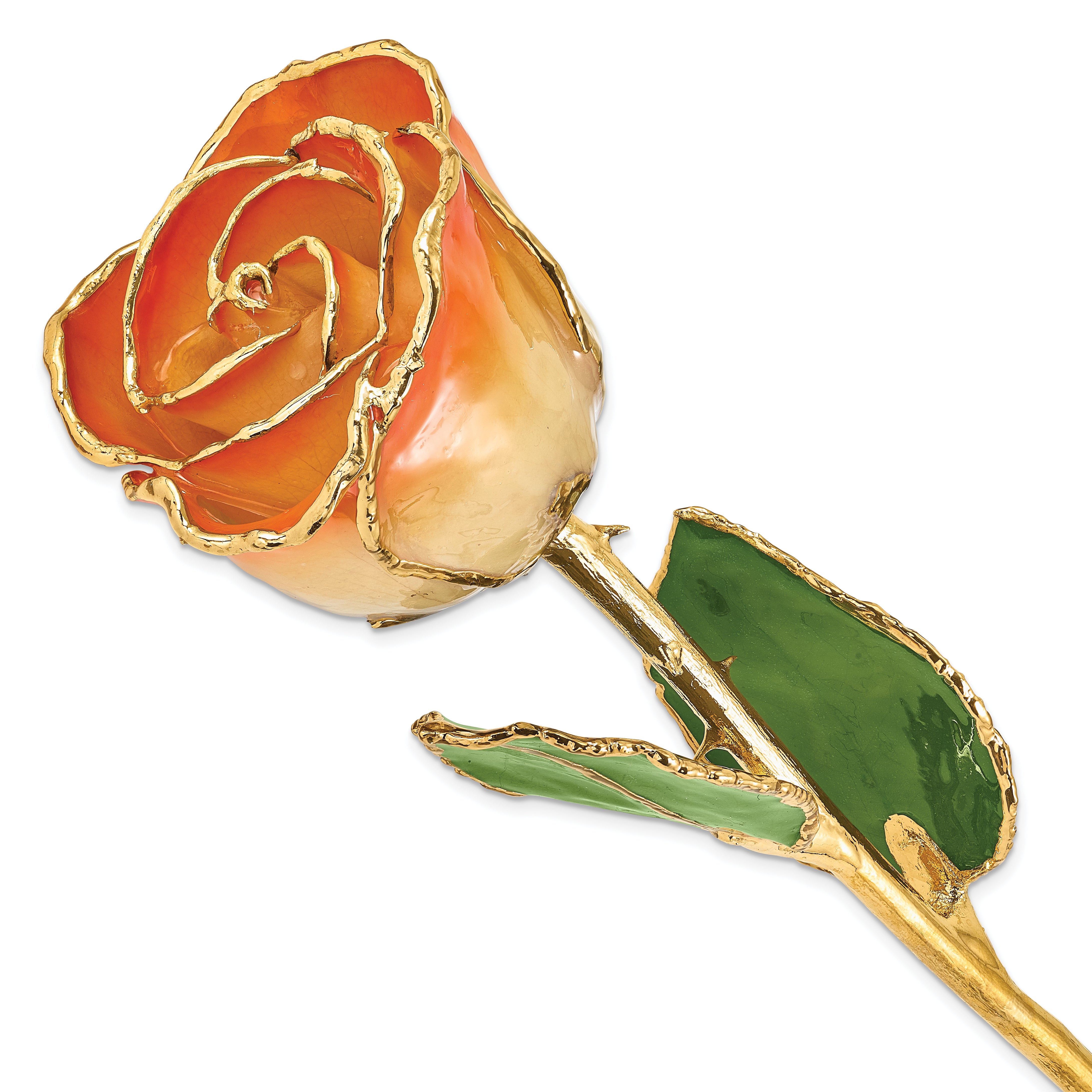 Lacquer Dipped Gold Trimmed White and Orange Real Rose