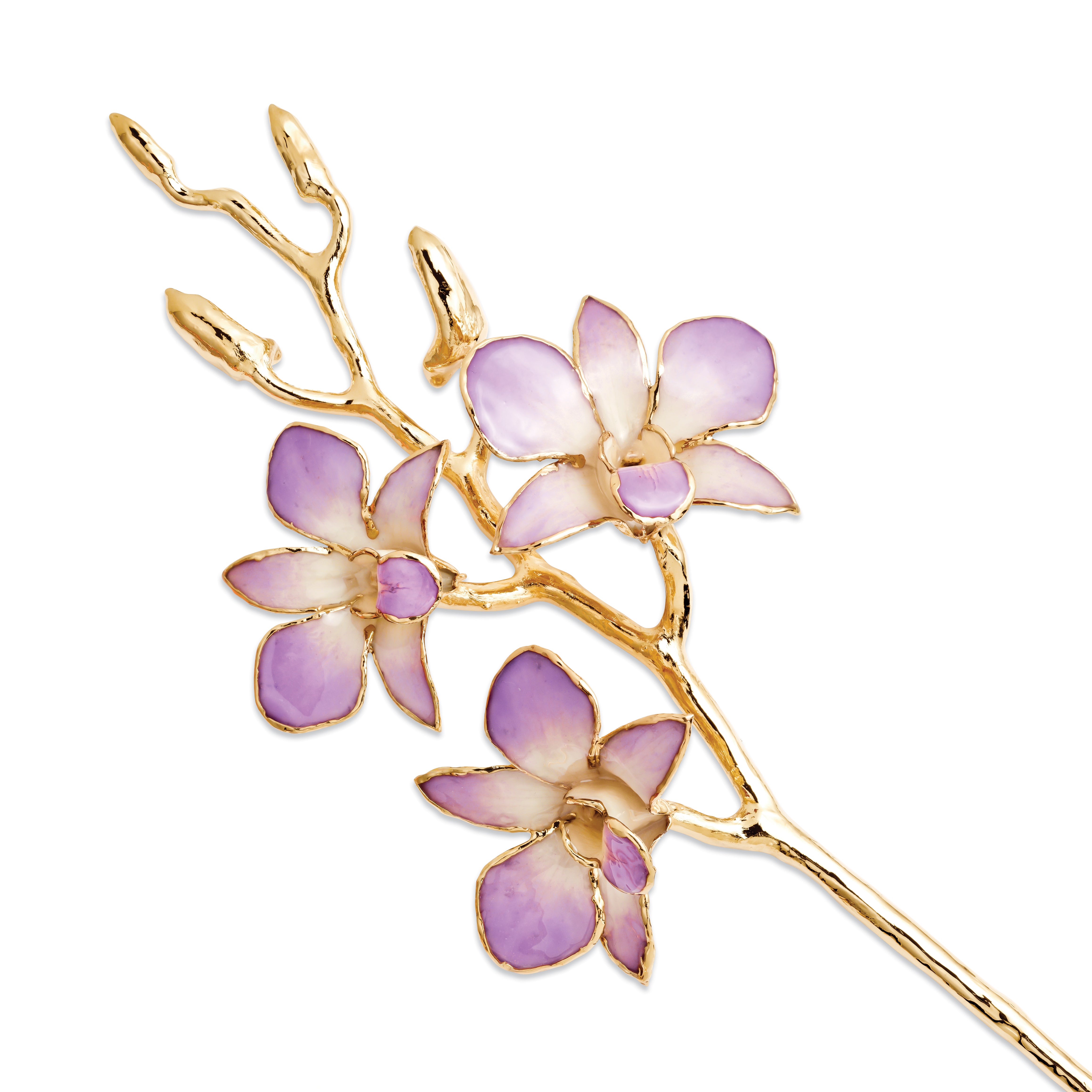 Lacquer Dipped Gold Trimmed Lilac and White Real Orchid Stem
