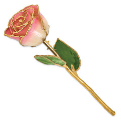 Lacquer Dipped Gold Trimmed White Pink Real Rose