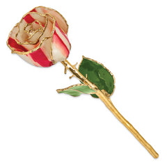 Lacquer Dipped Gold Trimmed Peppermint Real Rose