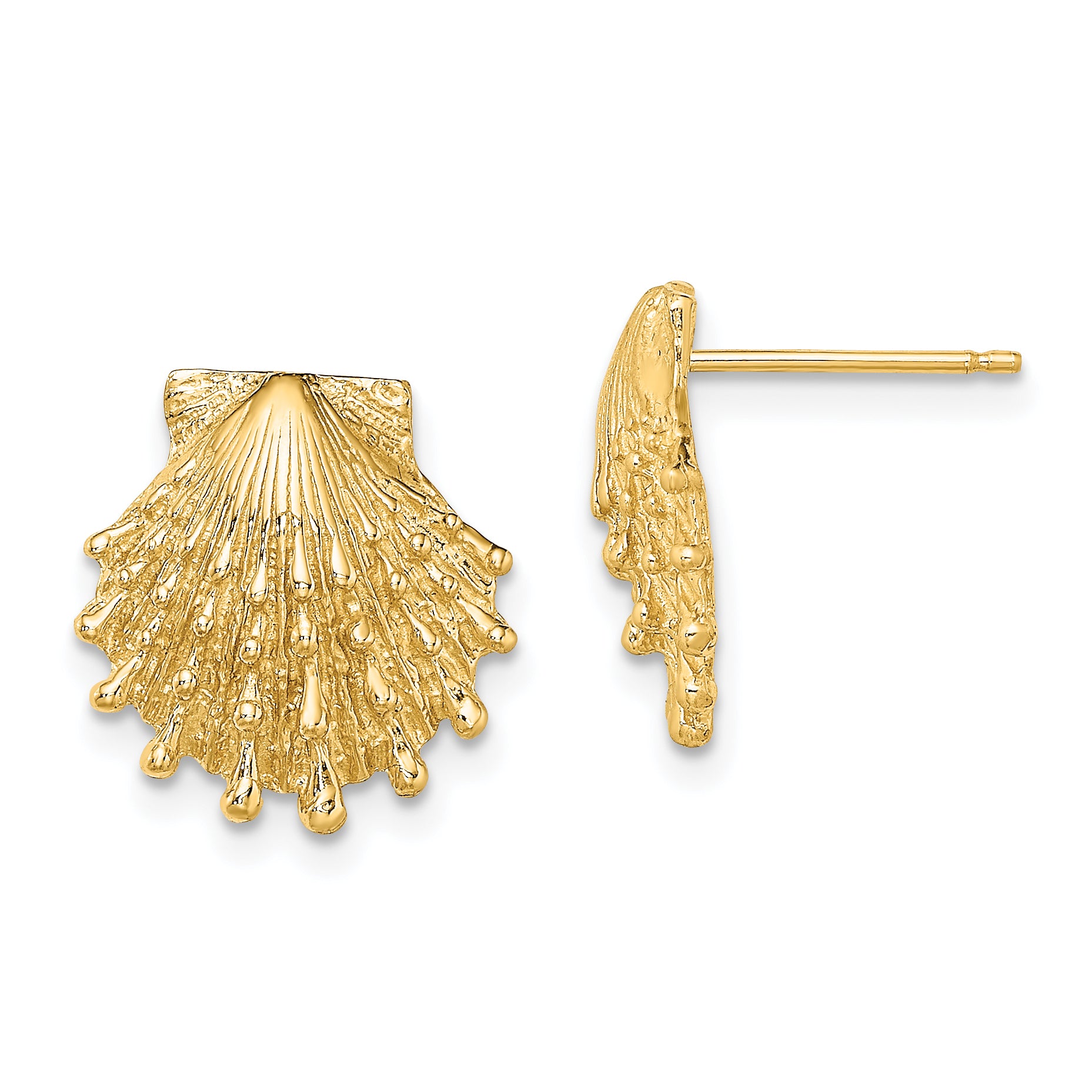 14K Lion's Paw Shell Post Earrings Main image
