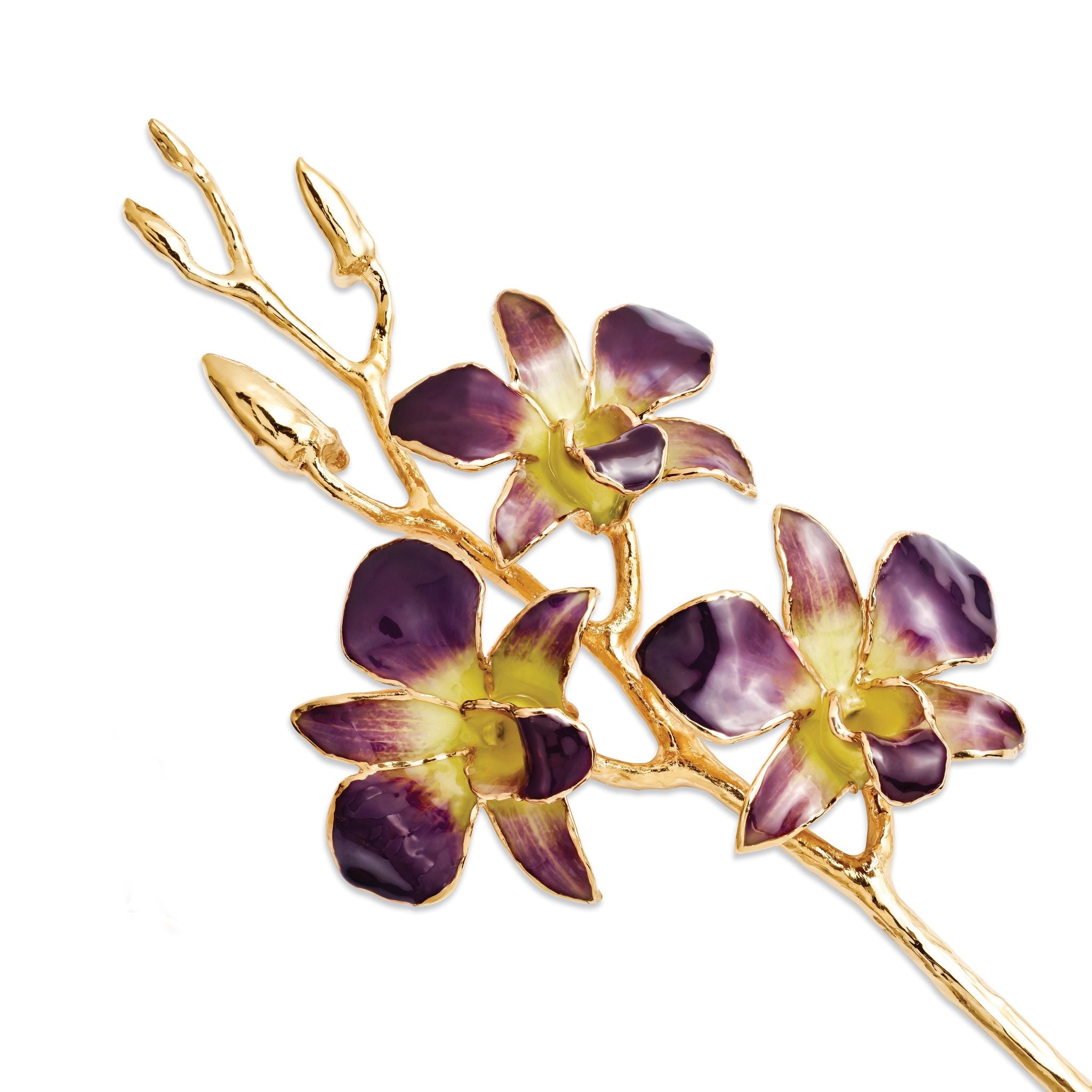 Lacquer Dipped Gold Trimmed Purple/Yellow Real Dendrobium Orchid Stem Main image