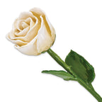 Cream/White Lacquer Dipped Natural Rose with Green Leaves and Stem