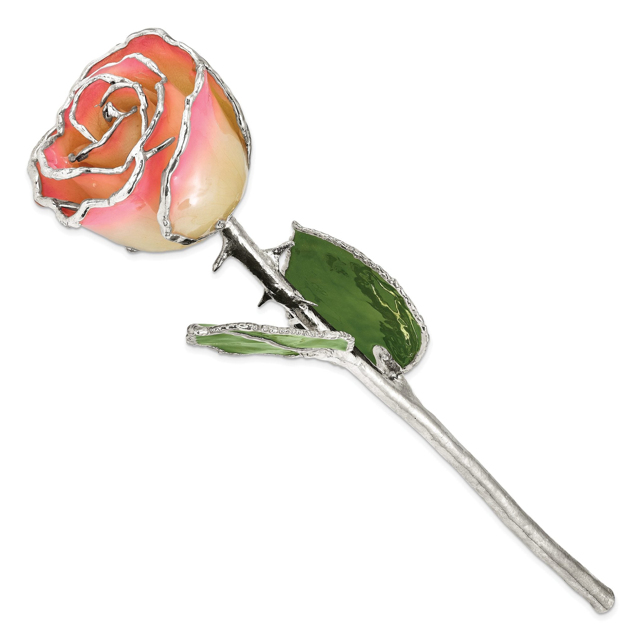 White/Pink Lacquer Dipped Silver Trimmed Real Rose
